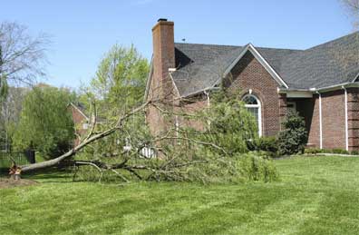 Professional Leaf and Brush removal services for Knoxville and Farragut, TN 
